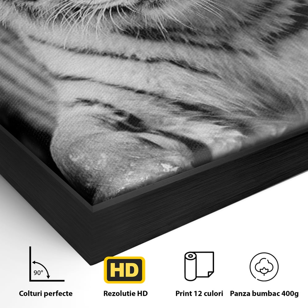 Detaliu al suprafetei: tablou canvas cu tigru alb, in rama de aluminiu negru